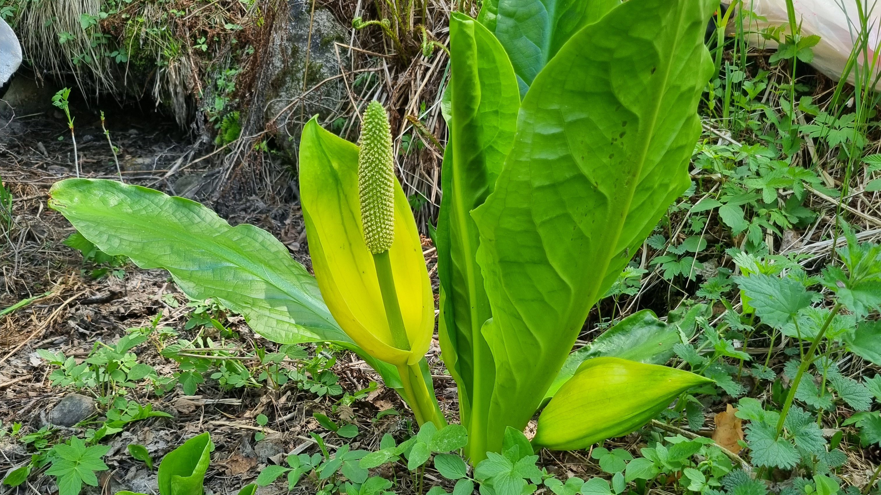 Gul skunkkalla n&auml;rbild_webb.jpg