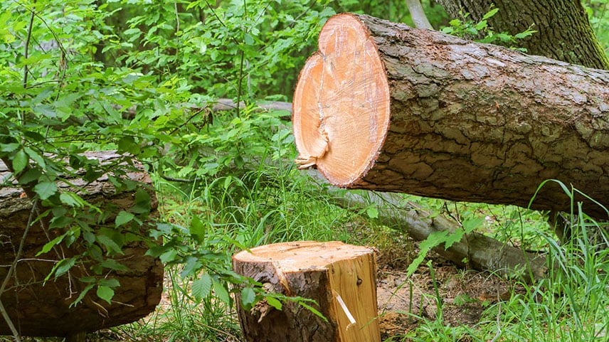 tr&auml;df&auml;llning 16.9.jpg