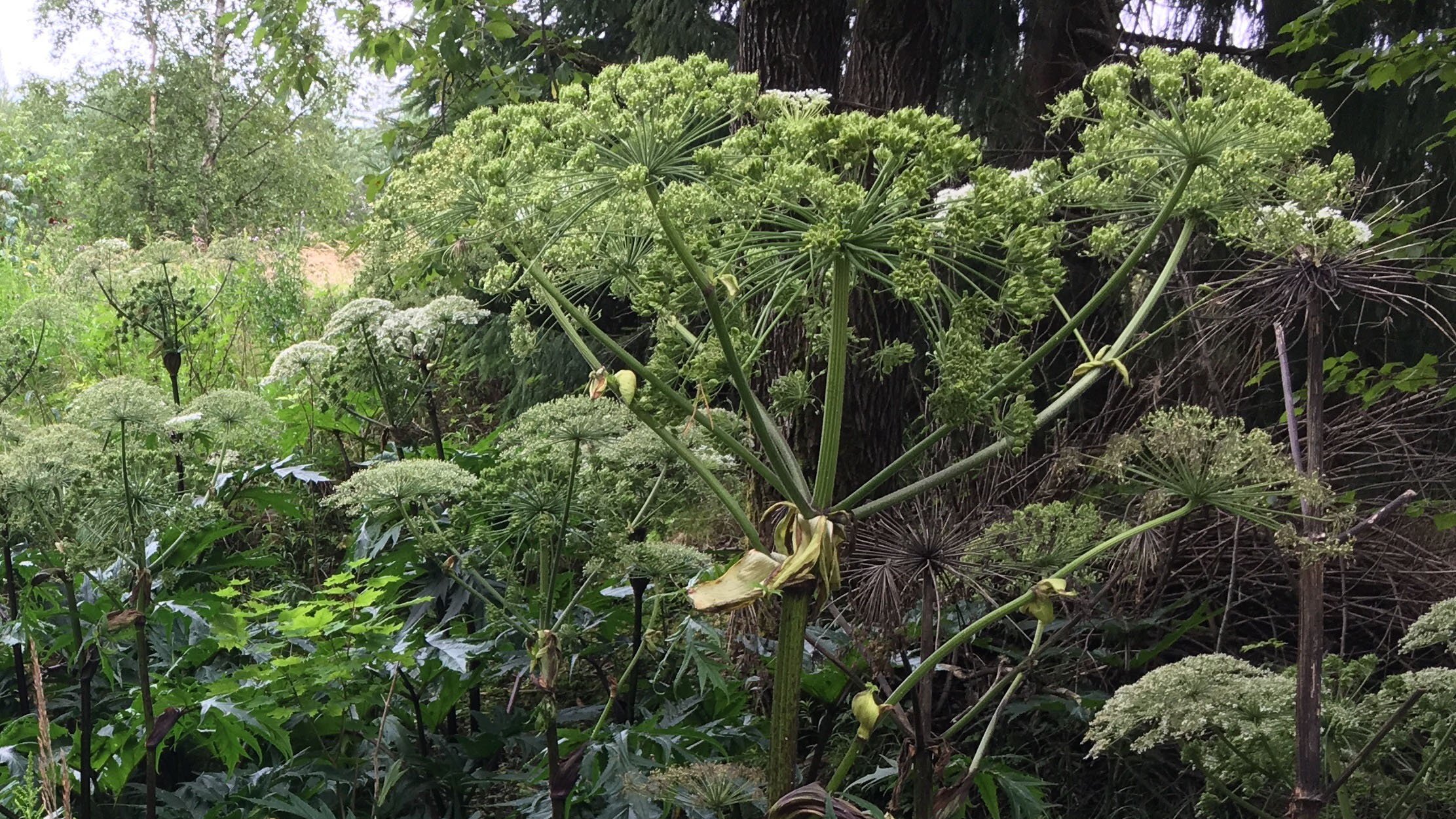 j&auml;tteloka2 - beskuren_webb.jpg